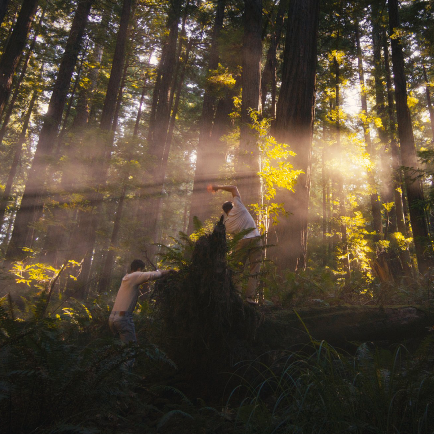 Two people in white clothing climb over a fallen tree trunk in a sun-drenched forest, surrounded by tall redwoods and dense undergrowth, with rays of sunlight streaming through the canopy.
