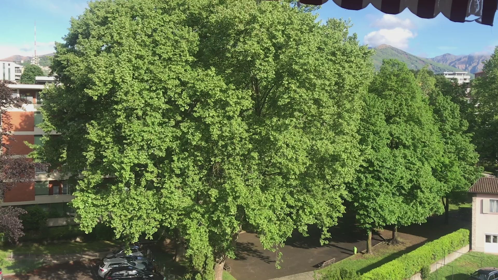 Video thumbnail showing a lush green tree canopy in front of residential buildings with distant mountains under a blue sky.