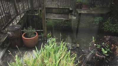 Video thumbnail of a rustic garden scene with potted plants, wooden decking, and still water reflecting surrounding greenery.”