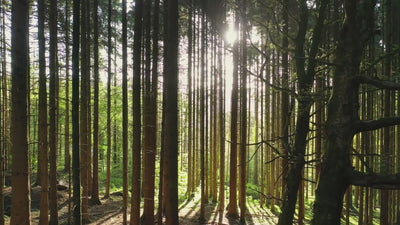Serene forest scenes in soft natural light, capturing stillness and calm—inviting viewers to disconnect, slow down, and reconnect with the present moment.