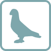 icon showing the pigeon logo from the pigeon application on the Punkt. MP02 mobile phone
